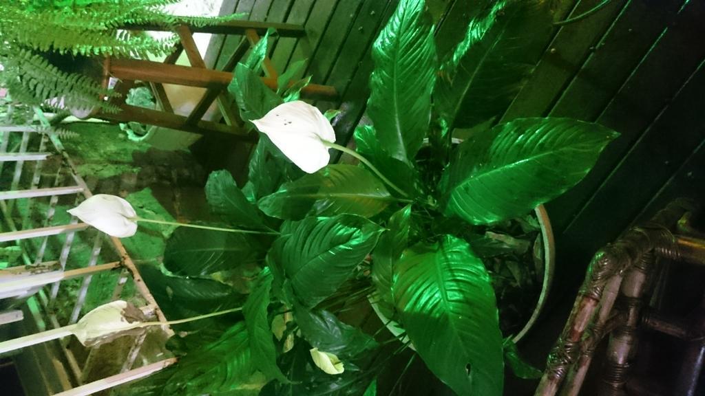 Copa Villa Hostel Rio de Janeiro Dış mekan fotoğraf